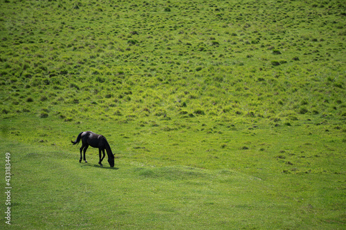 Lone black horse grazes in a meadow with lush green grass.