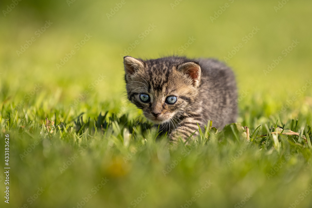 Beautiful, amazing, gorgeous and cute kitten on fresh green grass on a sunny afternoon. So small, vulnerable, adorable and sweet. Just a few weeks old. A little baby beast. 