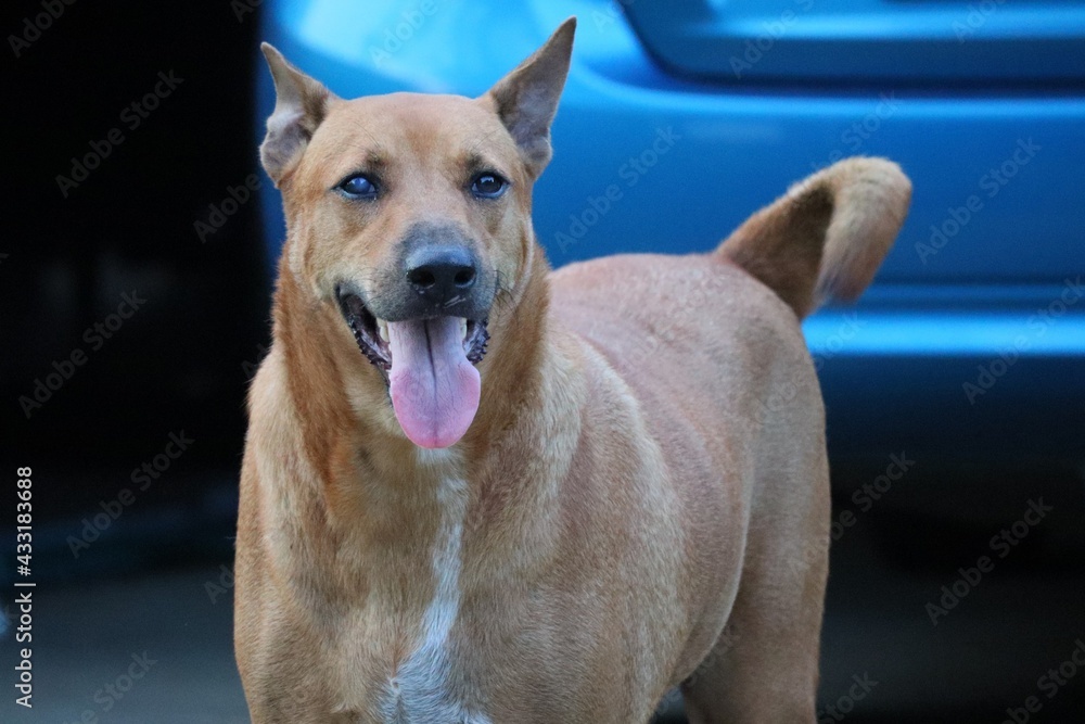 portrait of a dog 1 Thai brown dog, lovely sitting, healthy dog.