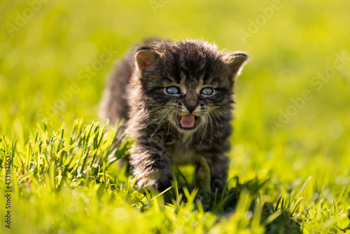 Beautiful, amazing, gorgeous and cute kitten on fresh green grass on a sunny afternoon. So small, vulnerable, adorable and sweet. Just a few weeks old. A little baby beast. 