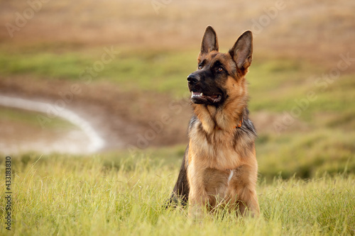 german shepherd dog on grass
