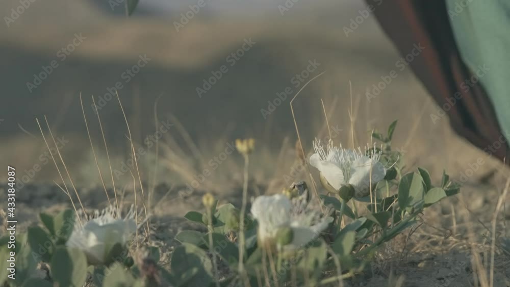 Viking woman get down the sword and holding with hand the flower Viking woman get down the sword and holding with hand the flower