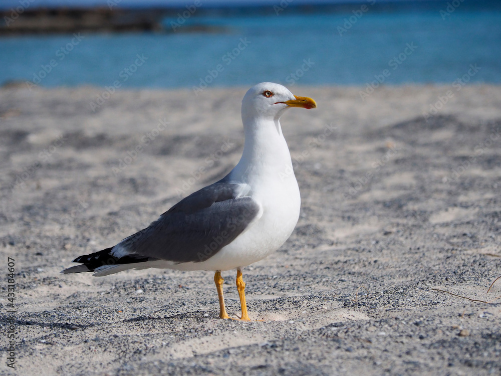 Greece Crete Island Elafonissi Beach seagull on the beach Greece Crete Island Elafonissi Beach seagull on the beach