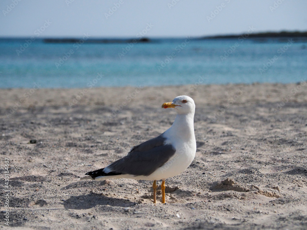 Greece Crete Island Elafonissi Beach seagull on the beach Greece Crete Island Elafonissi Beach seagull on the beach