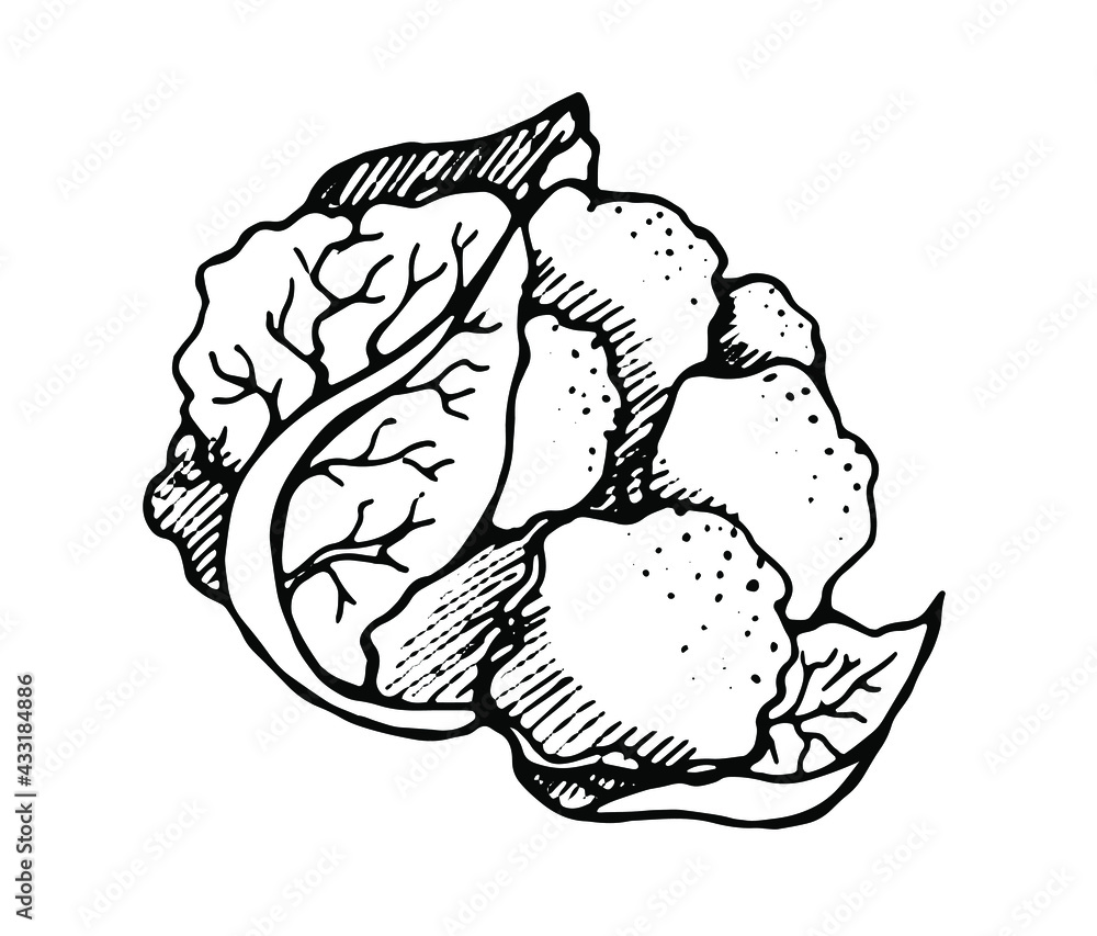 cauliflower, drawn with a pen, black outline with shading vector de