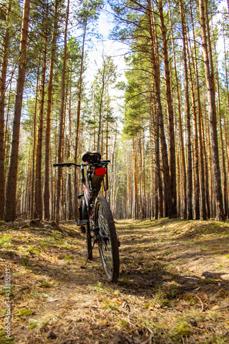 Cycling through the spring coniferous forest. The bike stands in the middle of a pine grove.