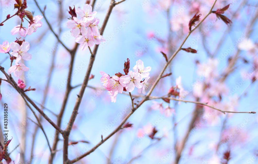 Sakura flowers against blue background. Russian Far East Sakura flowers against blue background. Russian Far East
