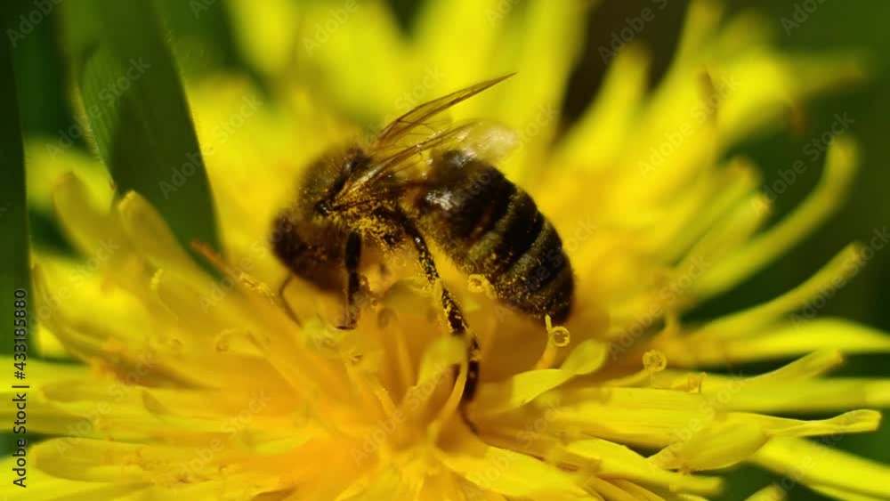 A worker bee works to collect nectar in a field on a yellow flower. Agriculture harvesting in beekeeping. Macro video shooting A worker bee works to collect nectar in a field on a yellow flower. Agriculture harvesting in beekeeping. Macro video shooting