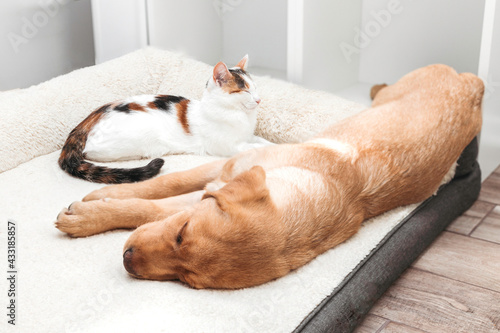 Adorable pets, kitten and labrador retriever puppy sleep together on a bed. The relationship of pets, friendship between cats and dogs