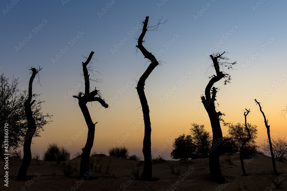 silhouette of a dead trees at sunset