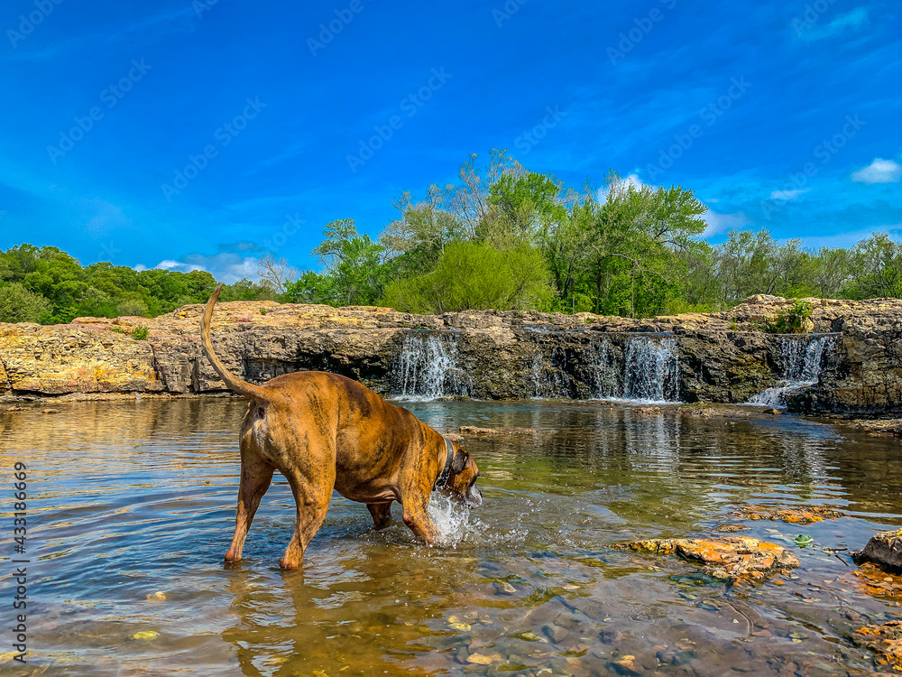 Dog plays in a creek to cool off during summer. Dog plays in a creek to cool off during summer.