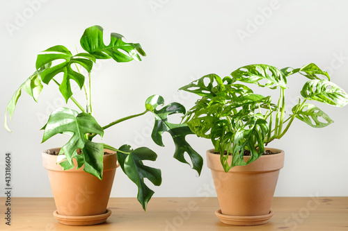 Wallpaper Mural Monstera Monkey Mask and Monstera Minima (Rhaphidophora tetrasperma) in a clay terracotta flower pots on a white background Torontodigital.ca