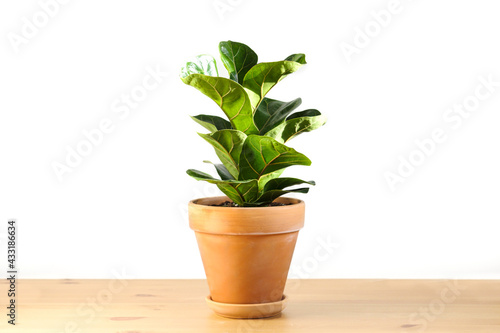 Ficus lyrata in a clay terracotta flower pot stands on a wooden table on a white background.
