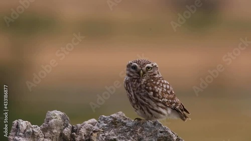 Little owl (Athene noctua) in Montgai, Lleida, Catalonia, Spain photo