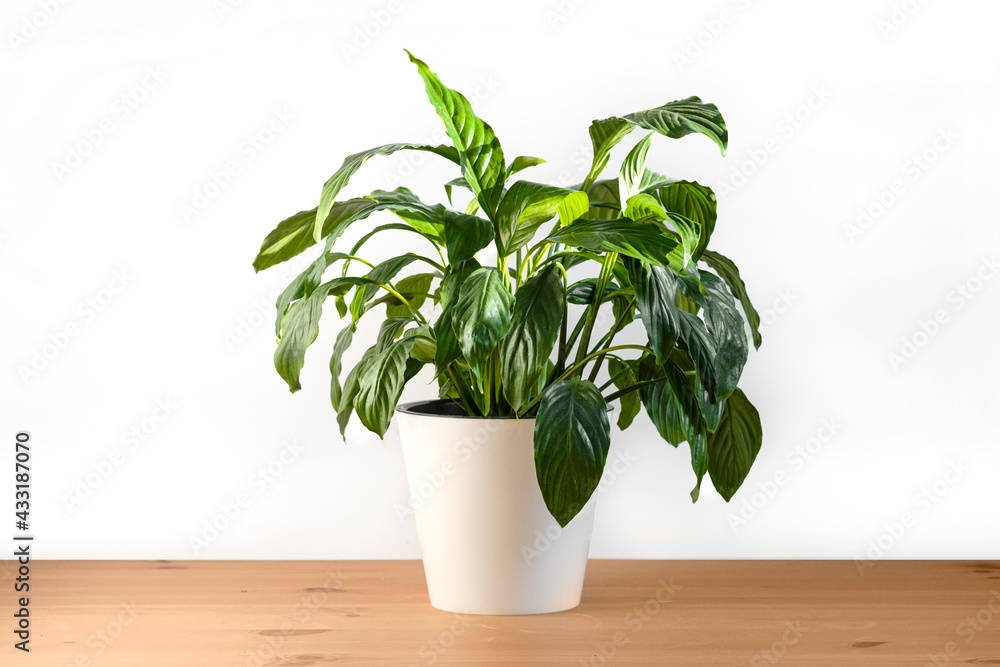 Spathiphyllum plant in a white pot on a white background. Home plants care concept. Spathiphyllum plant in a white pot on a white background. Home plants care concept.
