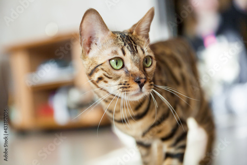 beautiful adult bengal cat close up portrait with leopard-like dark spots and green eyes 