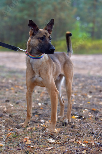 mongrel dog in the animal shelter waiting for the owners