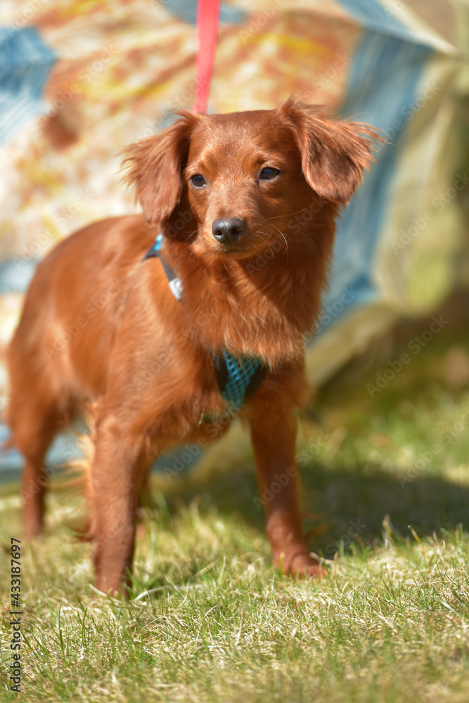 Small ginger dog of the Nevskaya Orchid breed Small ginger dog of the Nevskaya Orchid breed