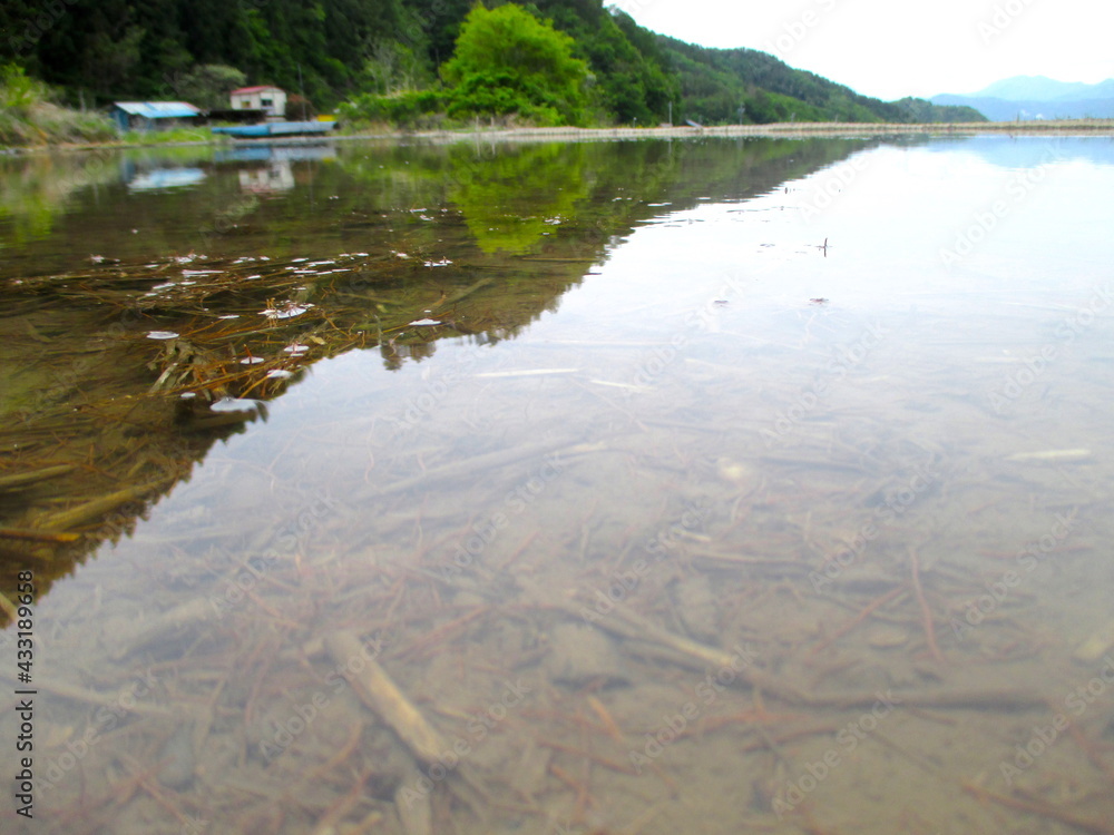 田植えの季節 田植えの季節