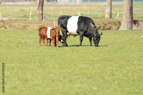A Lakenvelder cow with two brown white calves is grazing in a green Dutch meadow