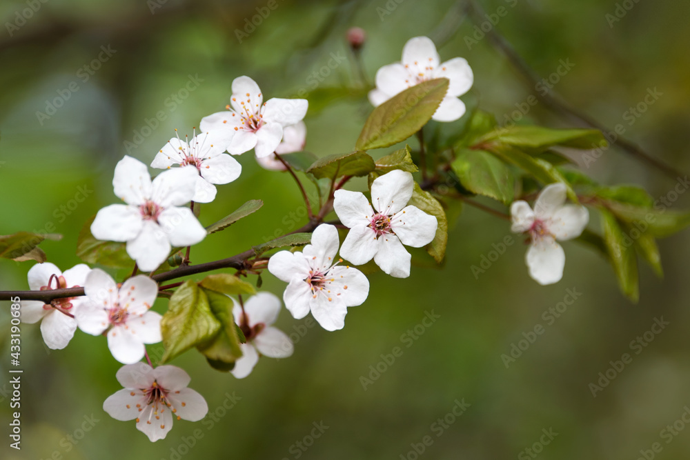 Cherry blossom in spring with soft focus, sakura season, blooming brunch, nature spring background. Cherry blossom in spring with soft focus, sakura season, blooming brunch, nature spring background.