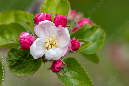 Macro shot of apple blossom in bloom