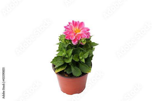 Fototapeta Naklejka Na Ścianę i Meble -  close up of Dahlia pink flower in a pot for growing in the soil in spring and summer season for home and garden cecoration, isolated on white background with clipping path.