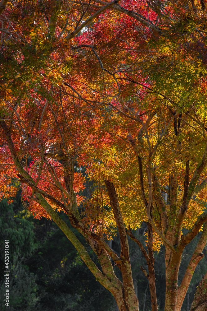 Tree branches with yellow and red leaves.
