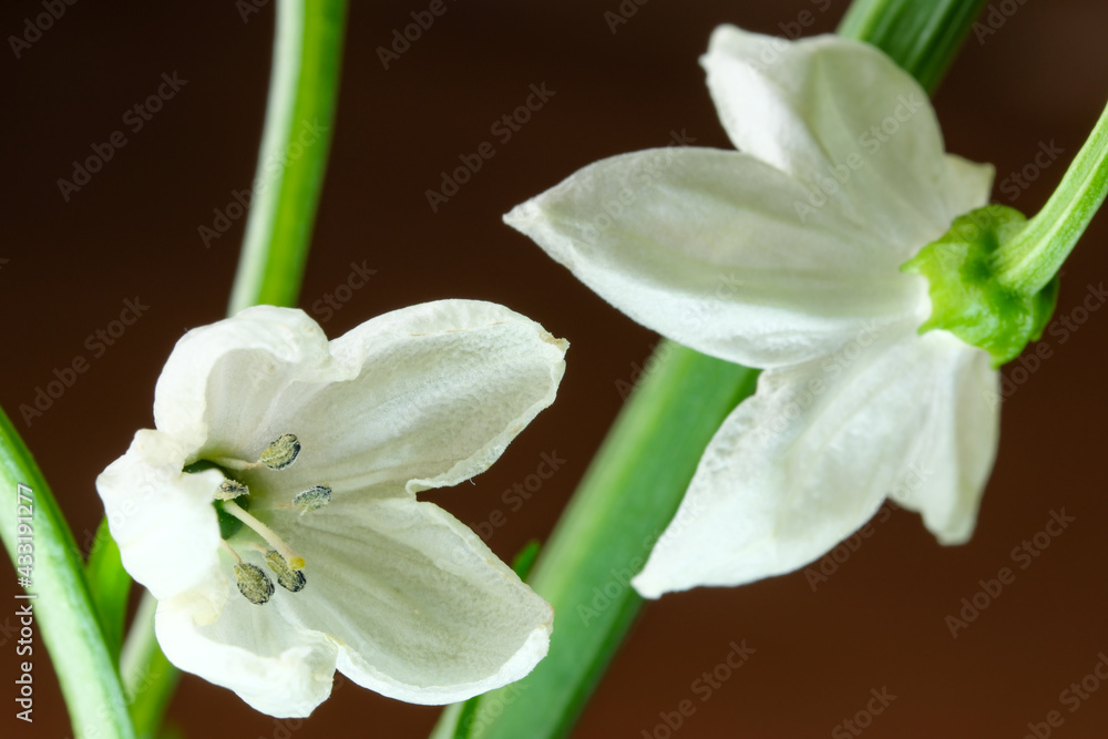 Obraz premium Blooming hot bitter indoor peppers