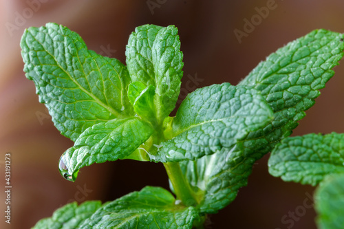 Young leaves of peppermint