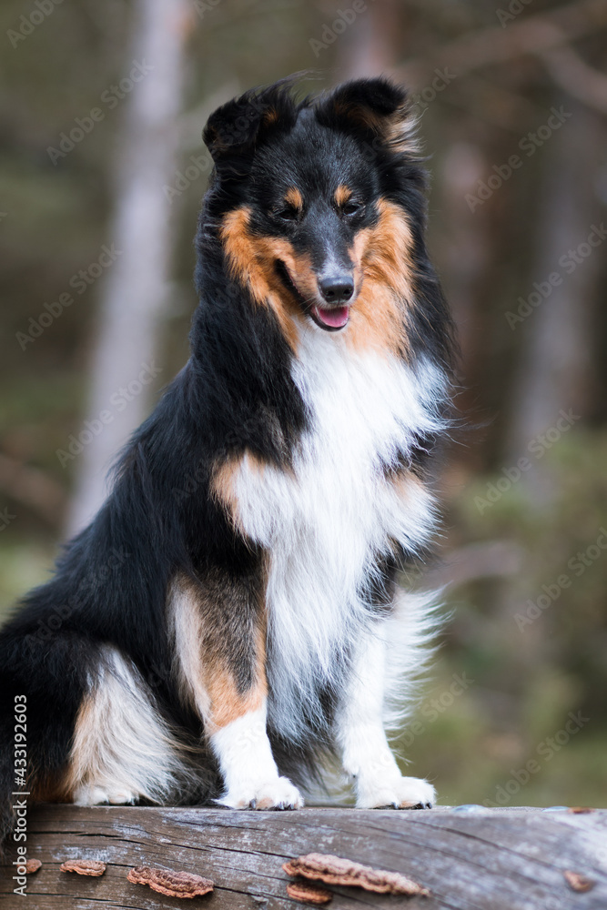 Smiling, fluffy, beautiful sable white shetland sheepdog, sheltie sitting on the old three. Sweet little collie, well groomed lassie dog portrait in the park. Attentive four paws friend ready to go