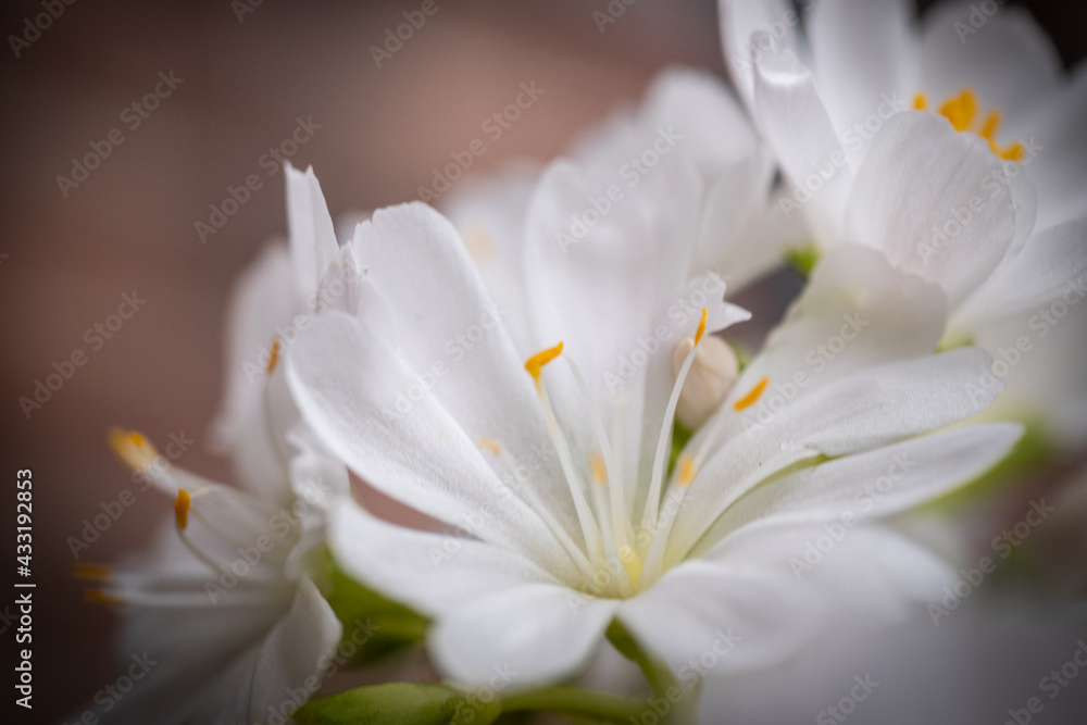 Obraz premium close up of white flower