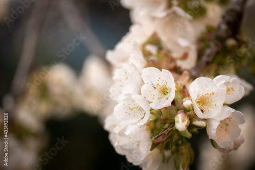 tree blossom