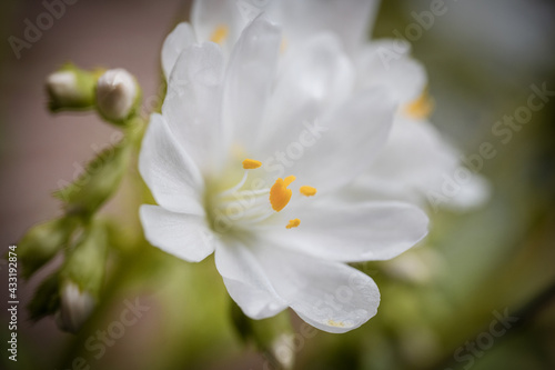 close up of a white flower