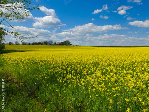 agricultural landscape, yellow field of blooming rapeseed