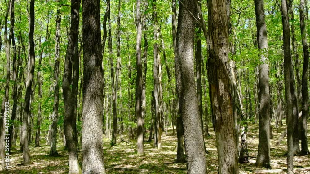 beautiful green trees in spring time beautiful green trees in spring time
