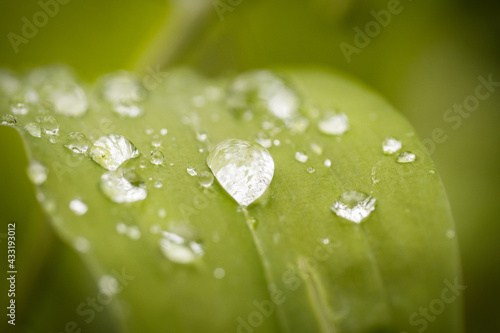 dew on the grass