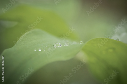 water drops on a leaf
