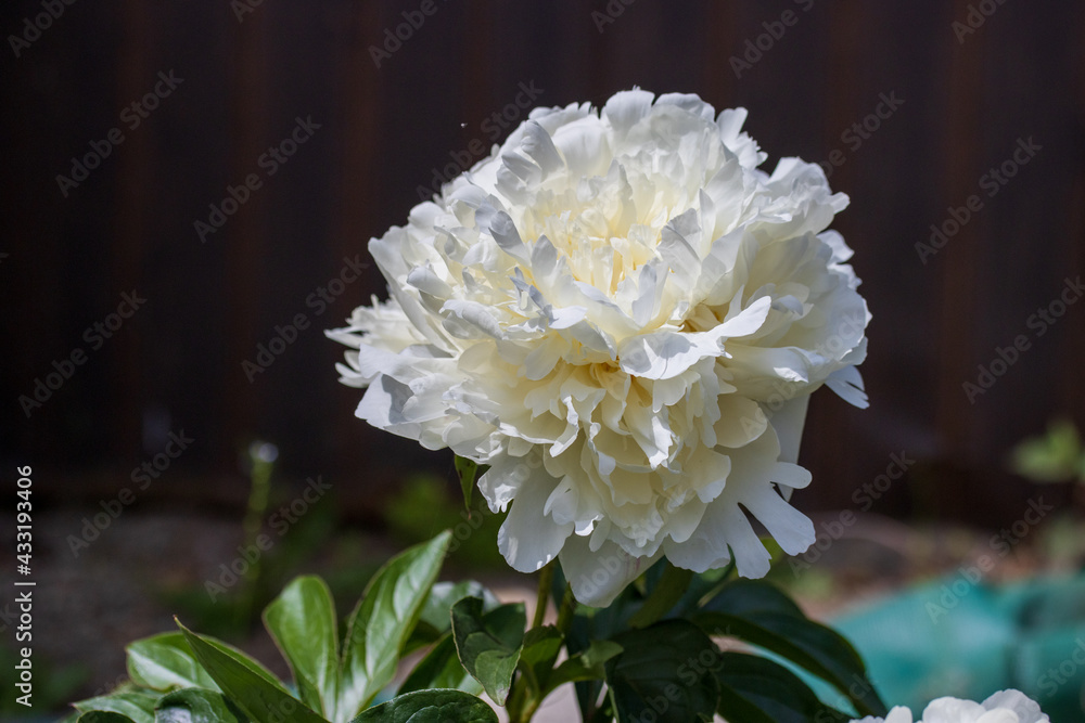 芍薬 芍薬