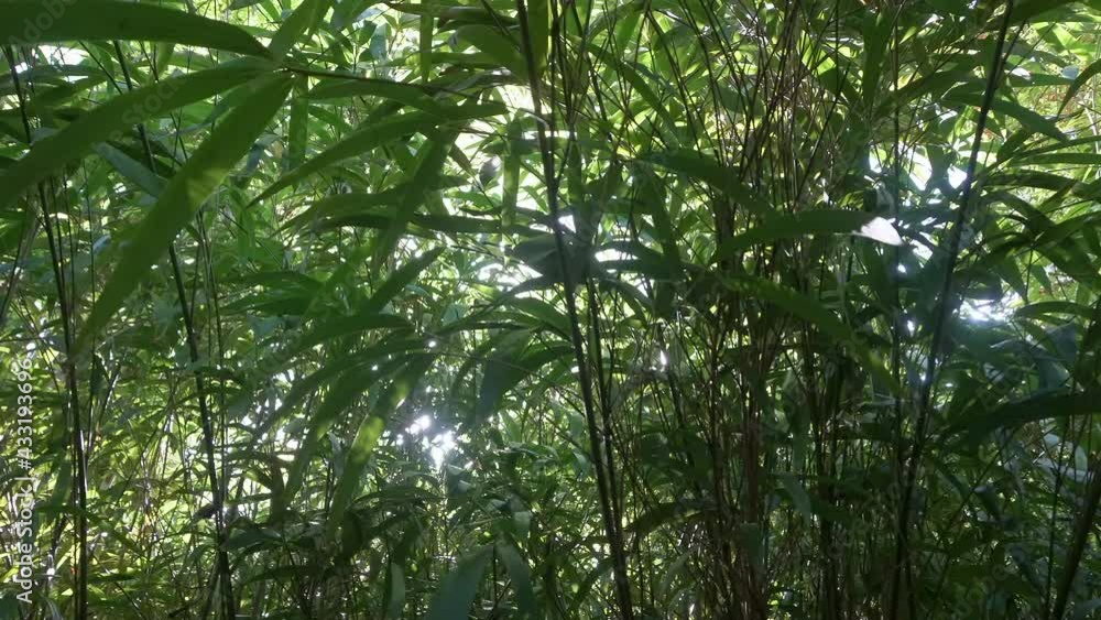 Bamboo tree background. Green nature forest in Asia or Japan bamboo zen garden. Tropical Asian jungle. Bamboo tree background. Green nature forest in Asia or Japan bamboo zen garden. Tropical Asian jungle.