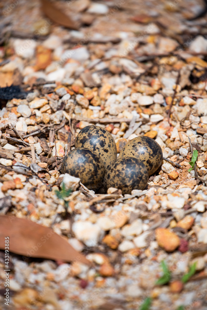 Red-wattled Lapwing egg