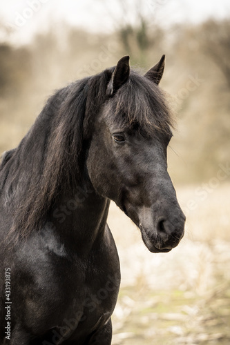 portrait of a horse © CFFotografie