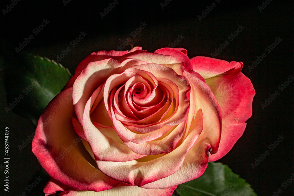 Rosa blossom details Rosa blossom details