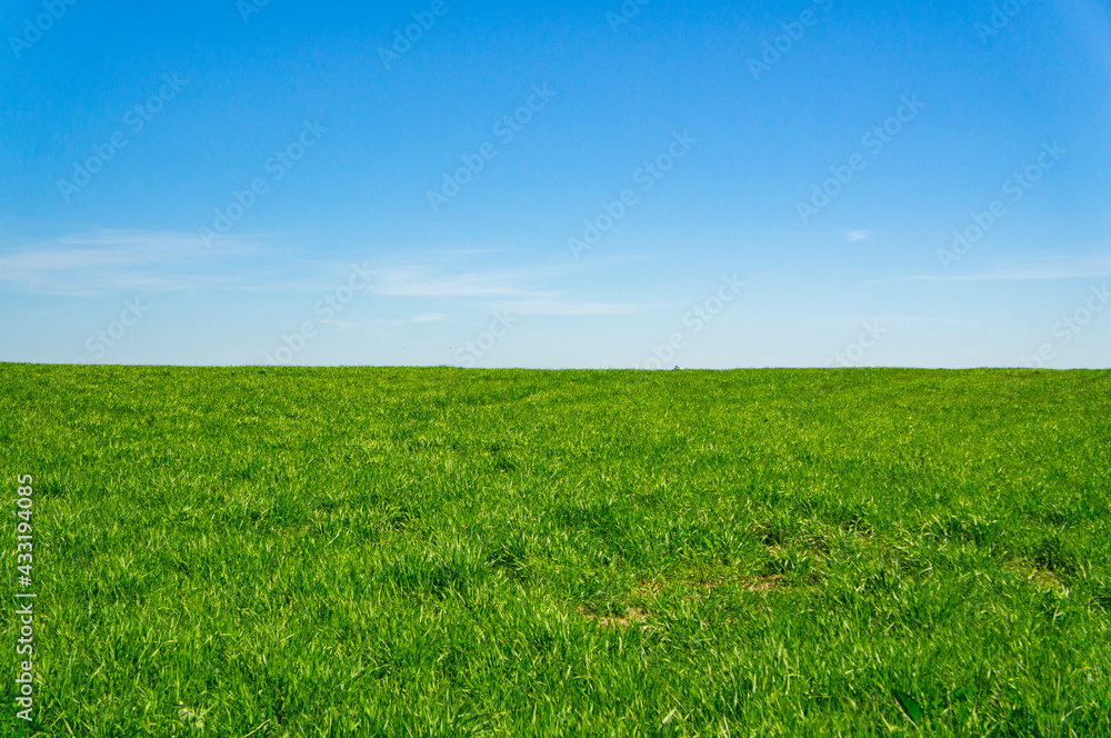 Summer landscape green grassy empty field with blue sky Summer landscape green grassy empty field with blue sky