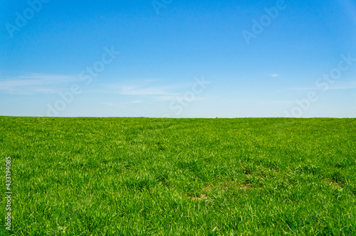 Summer landscape green grassy empty field with blue sky