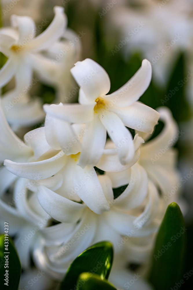 Spring flower blossom details from garden Spring flower blossom details from garden