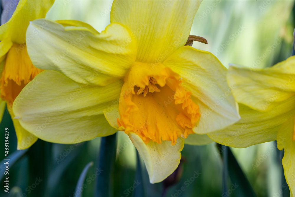 Spring flower blossom details from garden Spring flower blossom details from garden