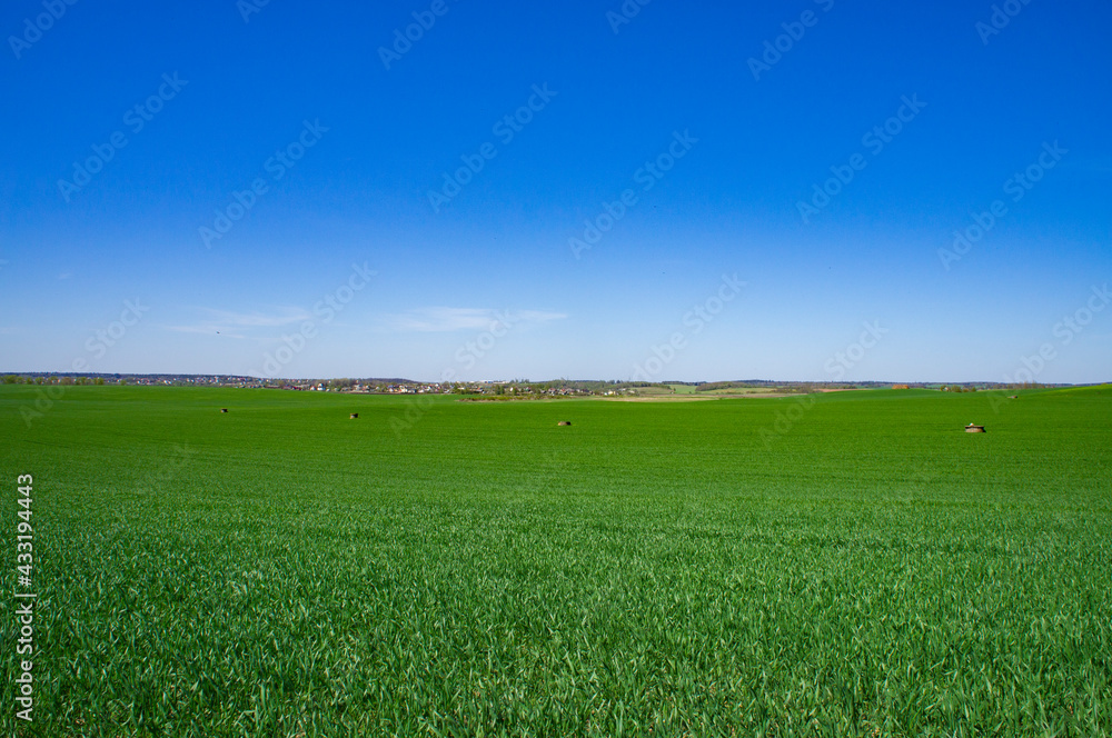 Summer landscape green grassy empty field with blue sky Summer landscape green grassy empty field with blue sky