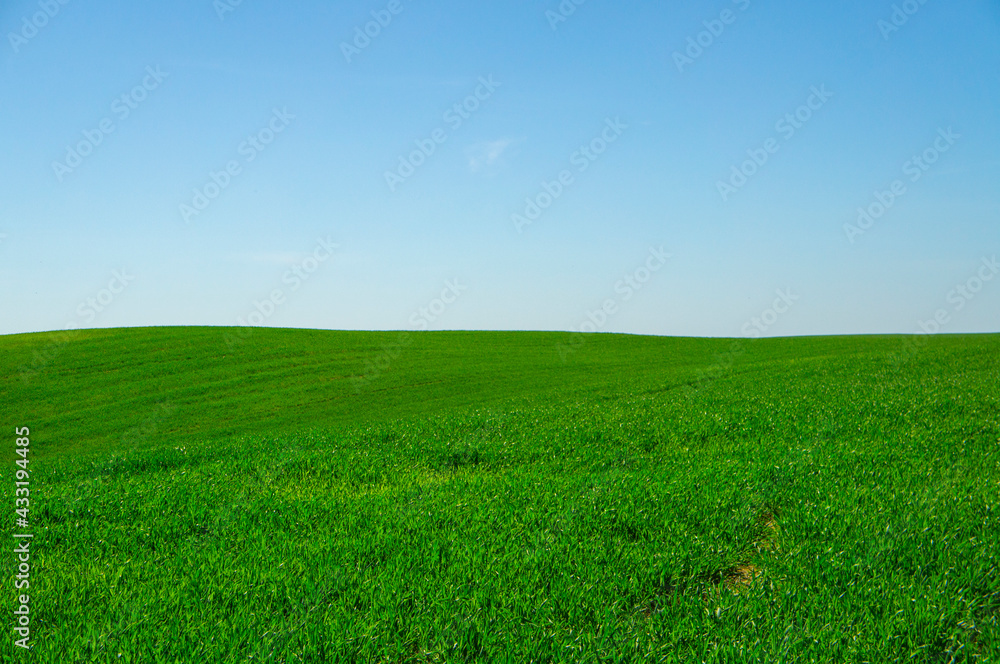 Summer landscape green grassy empty field with blue sky