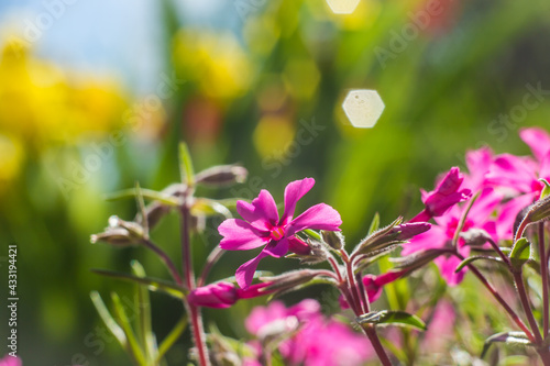 bright pink flowers on yellow-green background 